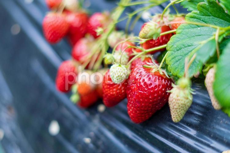 イチゴ栽培のイメージ いちご,ビニールハウス,苺の写真素材
