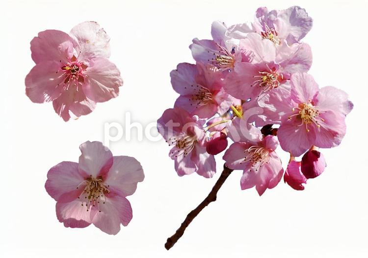 桜切り抜き 桜,切り抜き,春の写真素材