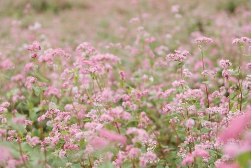 赤蕎麦の花畑2 赤蕎麦の花畑2の写真