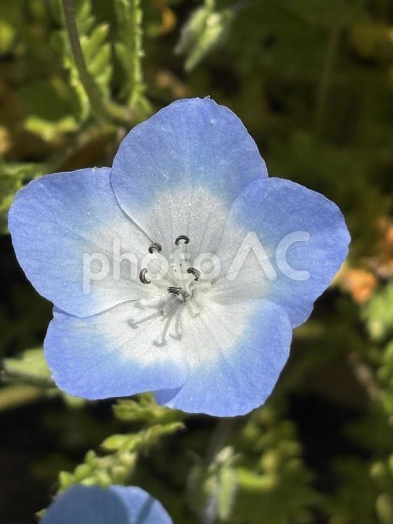 ネモフィラ（武蔵丘陵森林公園）⑦ ネモフィラ,青い花,blueの写真素材