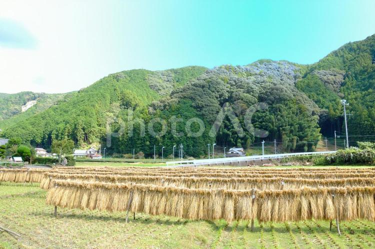 静岡市の里山　実りの秋 里山,秋,収穫の写真素材