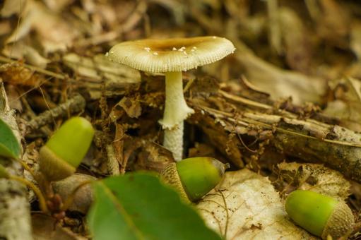 秋の風景、森の中で見つけたきのこの写真