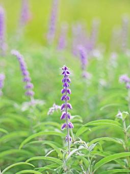 アメジストセージ(縦) アメジストセージ(縦) アメジストセージ,花,花畑の写真素材