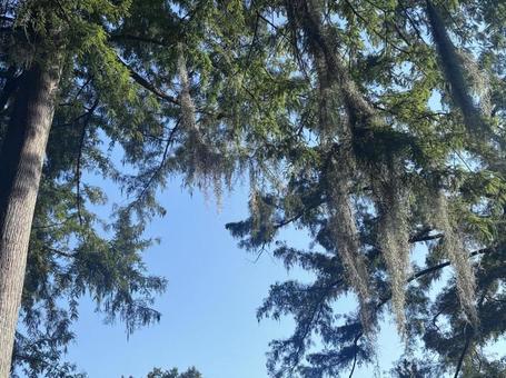 スパニッシュモスが垂れる木 スパニッシュモスが垂れる木 サルオガセモドキ,垂れ下がる,樹木の写真素材