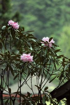 Photo, vivid, spring, poor, 