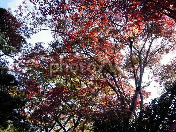 木陰も秋の色に染まる 紅葉,モミジ,もみじ狩りの写真素材