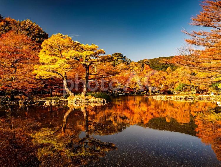 金の紅葉 日本,黄金,紅葉の写真素材