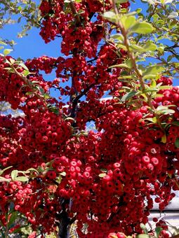 赤い実 赤い実,赤,レッドの写真素材