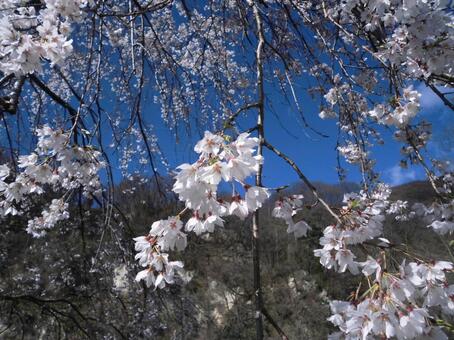 桜と山 桜,山,春の写真素材