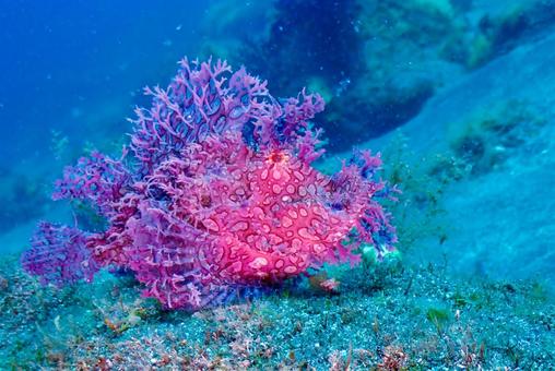 Photo, scuba diving, diving, scorpionfish, 