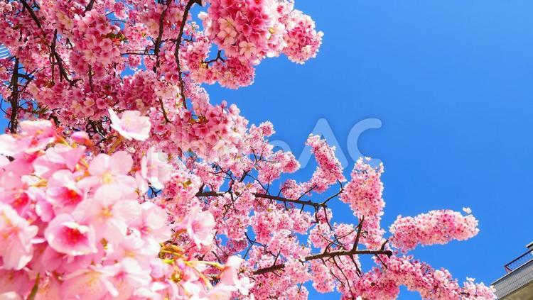 満開の桜と青空 桜,満開,青空の写真素材