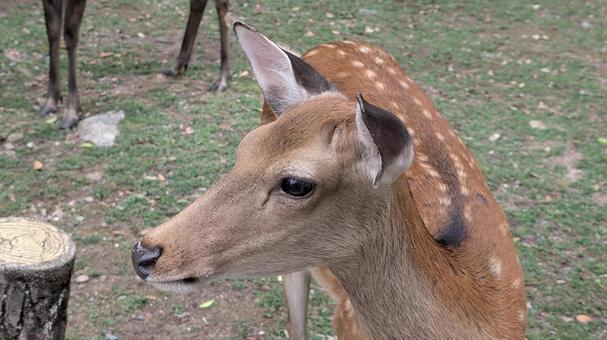 奈良公園の小鹿のアップ 奈良公園の小鹿のアップの写真