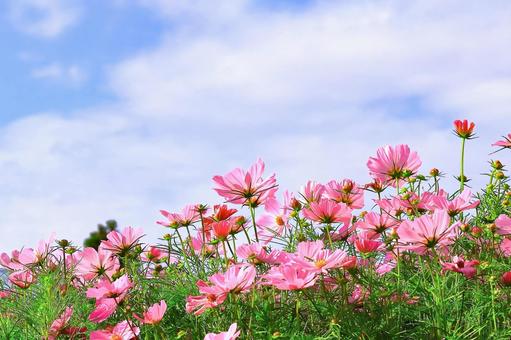 爽やかな青空と満開のコスモスの群生 爽やかな青空と満開のコスモスの群生 植物,花,コスモスの写真素材