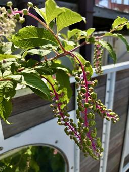 ヨウシュヤマゴボウの写真