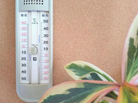 最高最低温度計と観葉植物 最高最低温度計,寒暖差,温度計の写真素材
