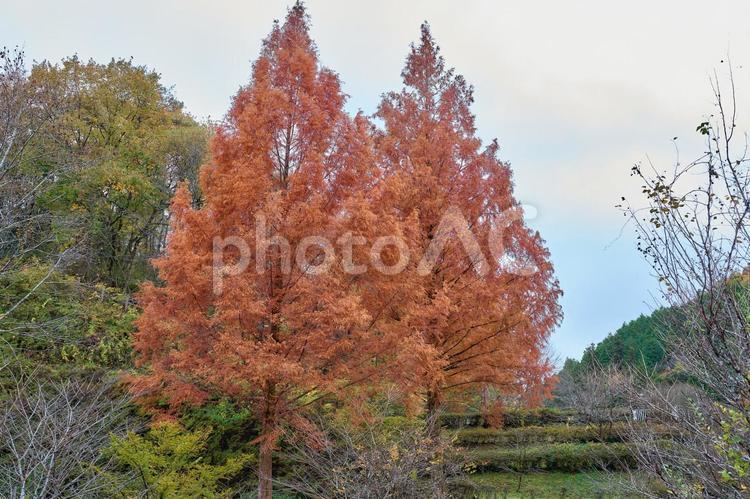 紅葉した綺麗なメタセコイア 紅葉,メタセコイア,秋の写真素材