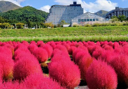 福島の秋 秋,コキア,紅葉の写真素材