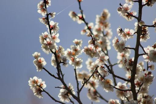 梅の花 梅の花の写真
