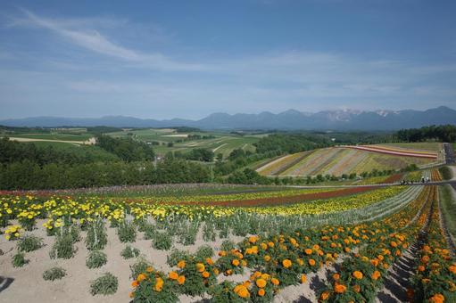 北海道の花畑 北海道の花畑 花畑,花,色彩の写真素材