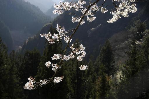 桜_059 桜_059の写真