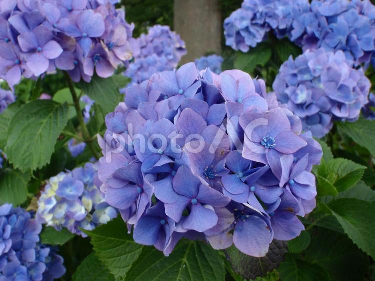 6月のアジサイ アジサイ,紫陽花,梅雨の写真素材