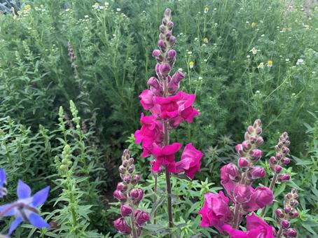 キンギョソウ キンギョソウ,エディブルフラワー,ハーブの写真素材