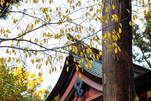 塩釜神社の秋景色⑻ 秋,紅葉,塩釜神社の写真素材