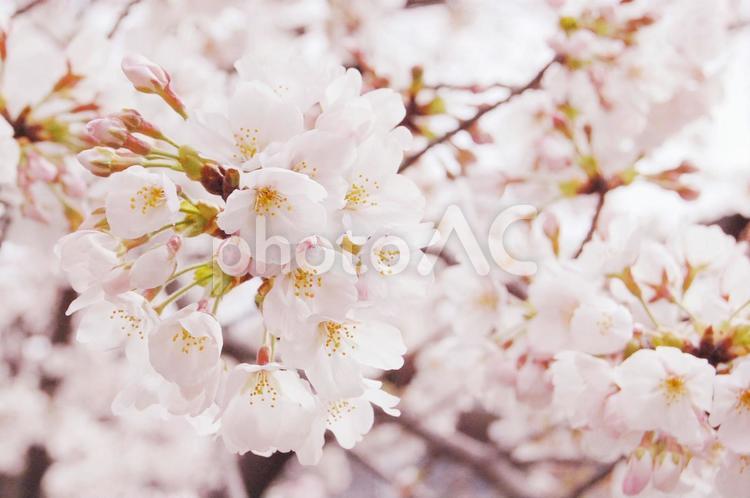 満開の桜　 桜,春,さくらの写真素材