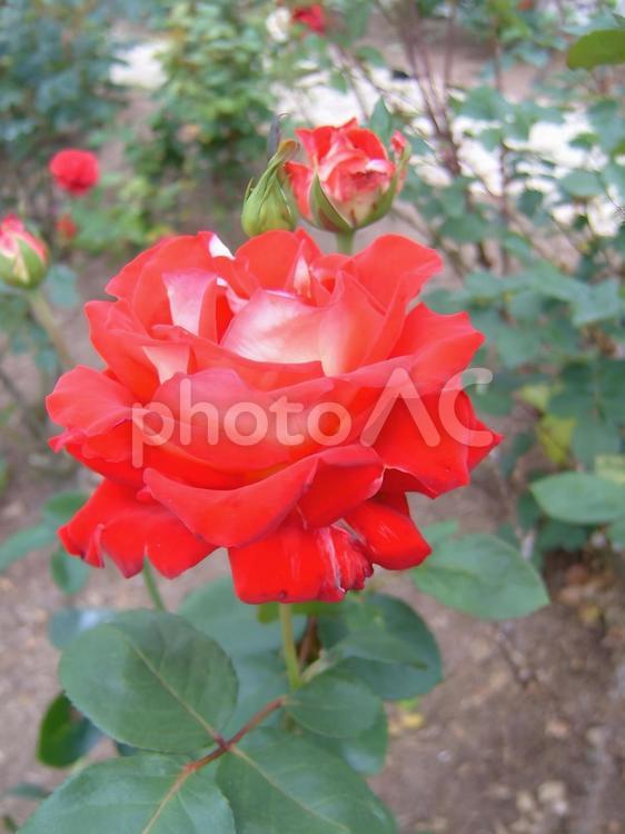 美しさと優雅さが共存する華やかなバラの花 バラ,花,植物の写真素材