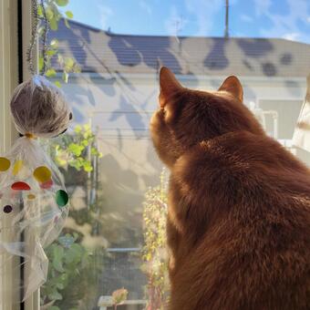 今日の天気は？窓辺のてるてる坊主と猫 猫,窓辺,後ろ姿の写真素材