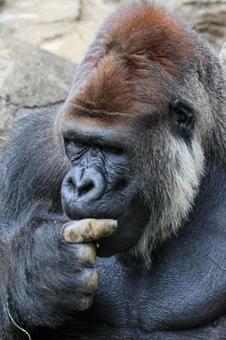 ニシゴリラの写真