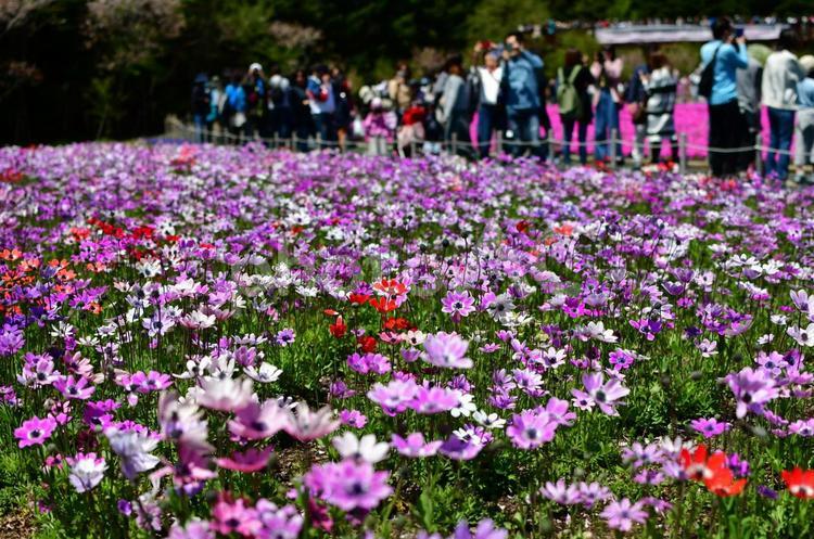 アネモネの花畑 アネモネ,ピンク色,晴天の写真素材
