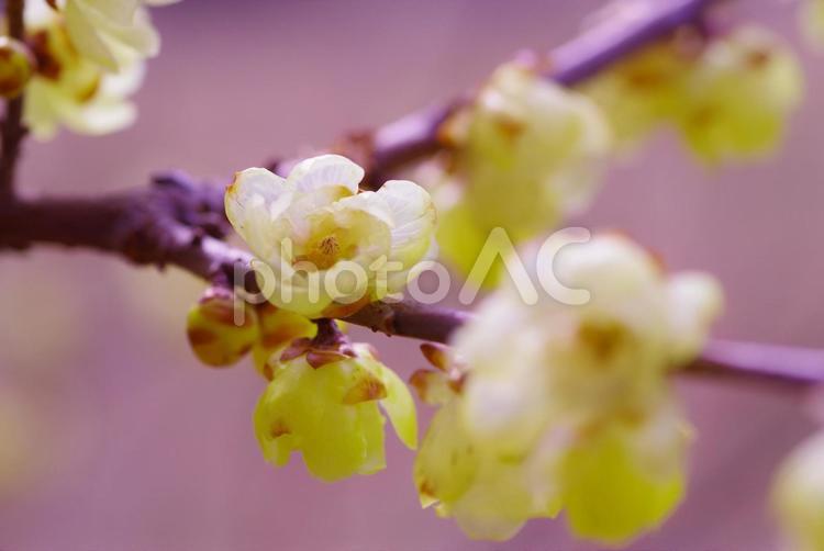 蝋梅　ロウバイ　初春の花 蝋梅,ロウバイ,初春の花の写真素材