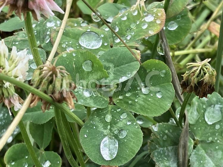 雨粒が乗ったみつばのクローバー みつば,三葉,クローバーの写真素材