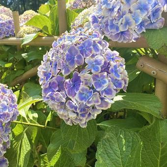 紫陽花 紫陽花の写真