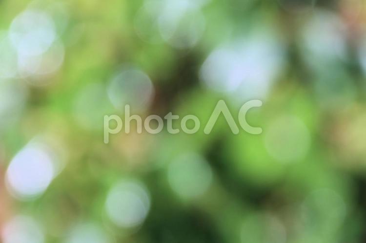 日差しが当たり水滴が輝く庭木の葉　丸ボケ 丸ボケ,玉ボケ,ぼけの写真素材