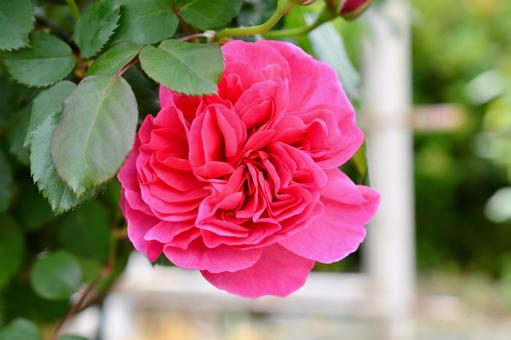 薔薇 アライブ 薔薇 アライブ 薔薇,アライブ,ピンクの写真素材