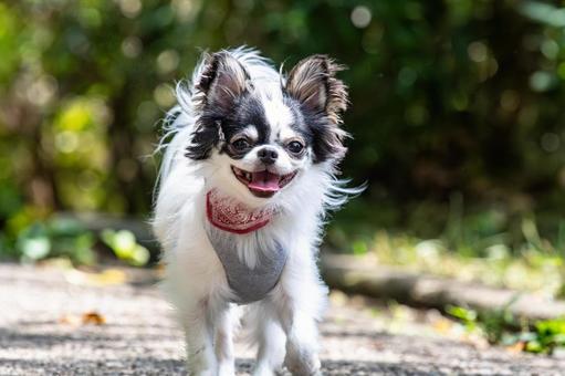 甘えん坊なチワワ ちわわ,チワワ,犬の写真素材
