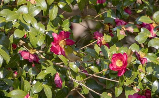 山茶花の香に包まれるメジロ メジロ,山茶花,サザンカの写真素材