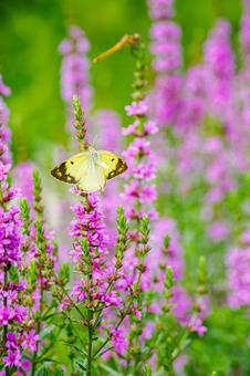 Lythrum salicaria and Colias moth ⒆, JPG
