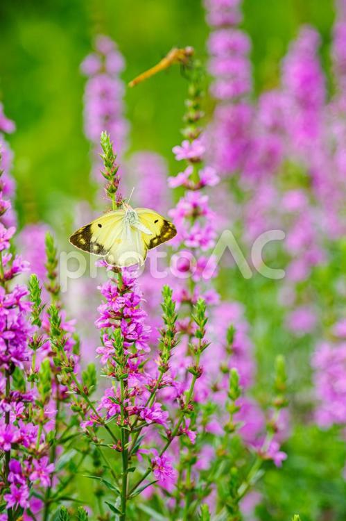 ミソハギとモンキチョウ⒆ 花,植物,ミソハギの写真素材