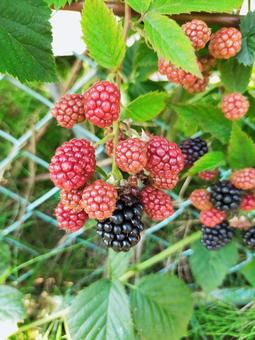 木いちご ブラックベリー,ベリー,木いちごの写真素材