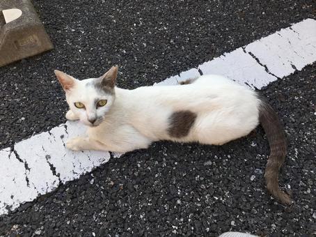 Photo, bunch pattern, cat, healing, 
