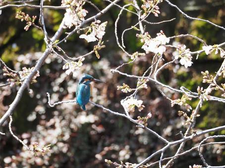 桜の枝に止まるカワセミ 桜の枝に止まるカワセミの写真