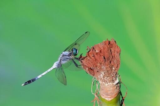シオカラトンボ シオカラトンボ,トンボ,蜻蛉の写真素材