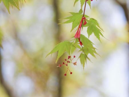 イロハモミジ イロハモミジ 紅葉,楓,葉の写真素材