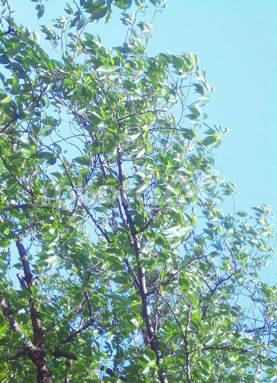 樹木と青空 樹木,植物,木の写真素材