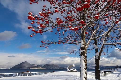 雪を被ったナナカマドと青空が映える洞爺湖 洞爺湖,ナナカマド,厳冬の美の写真素材