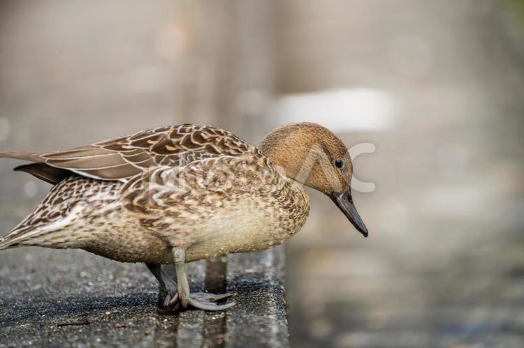 階段を歩くオナガガモのメス オナガガモ,カモ,鴨の写真素材