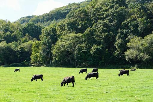 北海道の森に囲まれた牧場 北海道,肉牛,牛の写真素材